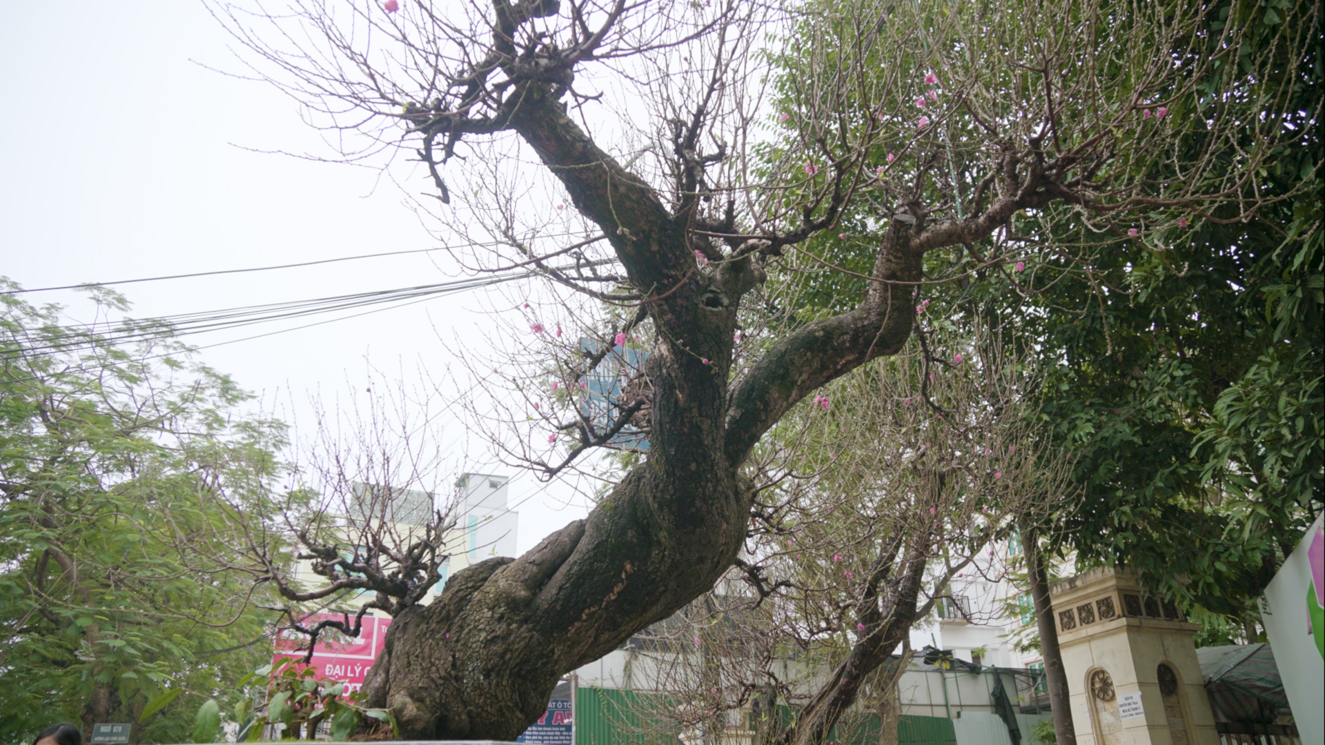 Dao rung hon tram tuoi duoc 'het gia' 200 trieu o Ha Noi hinh anh