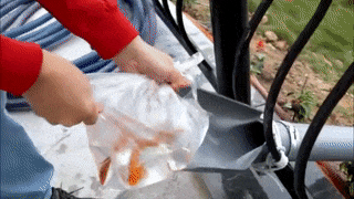 Ca chep duoc phong sinh bang ong truot hinh anh