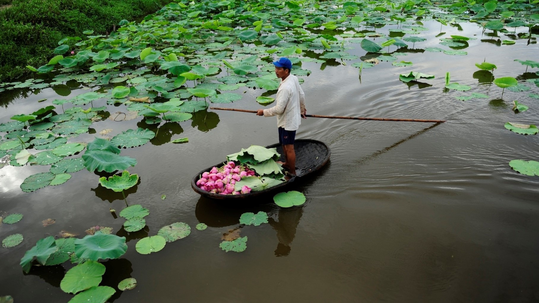 Thu hon tram trieu moi vu nho trong sen lay hat hinh anh