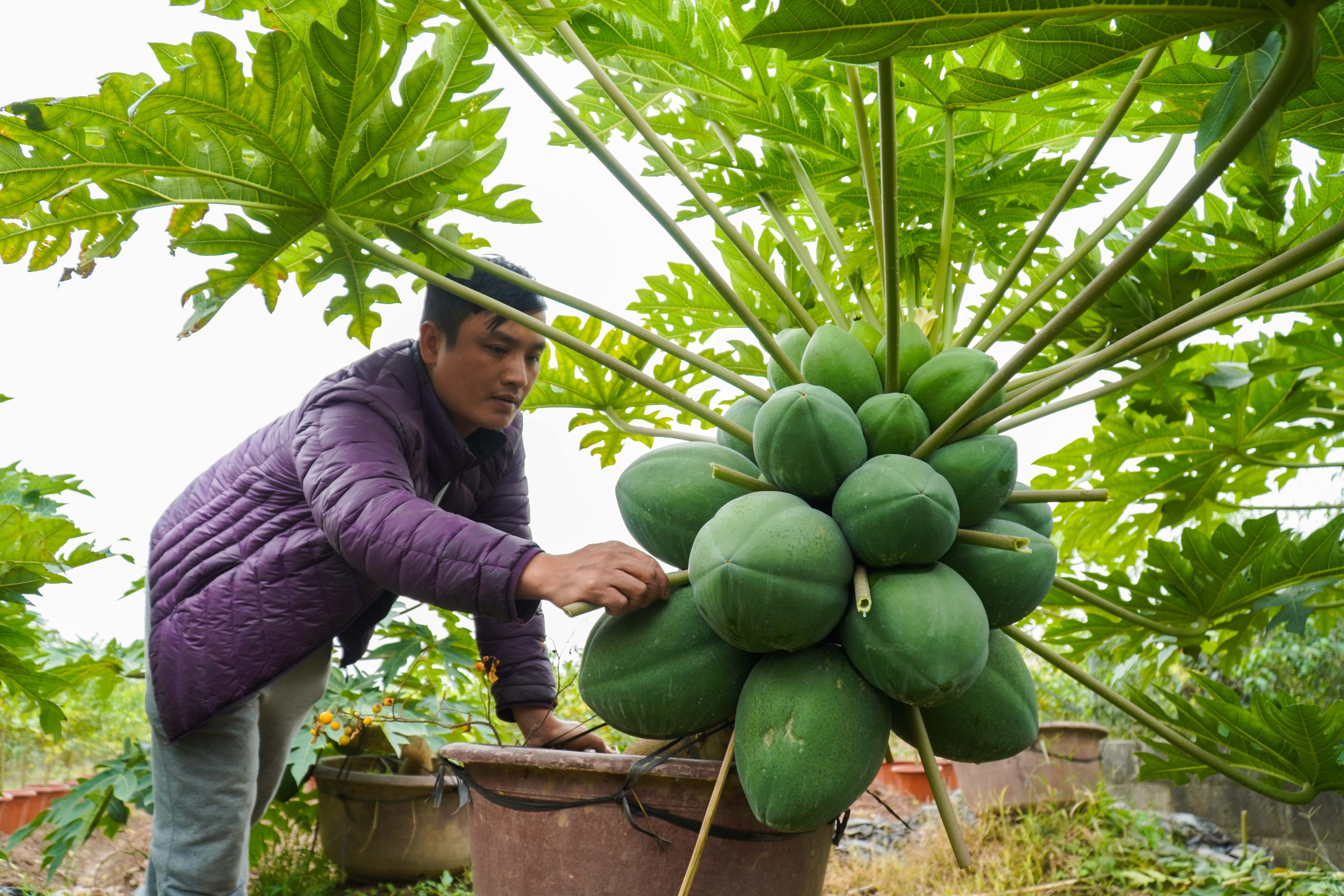 Thu hang chuc trieu dong moi ngay nho ban du du bonsai dip Tet hinh anh
