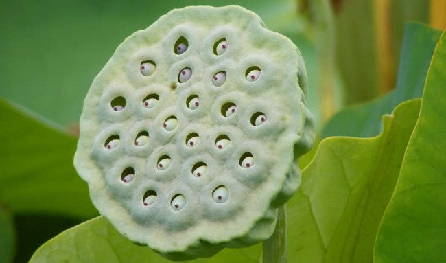 Nguon goc cua chung so lo hinh anh