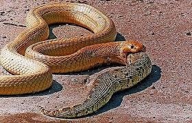 Vi sao an thit dong loai lai gay benh? hinh anh