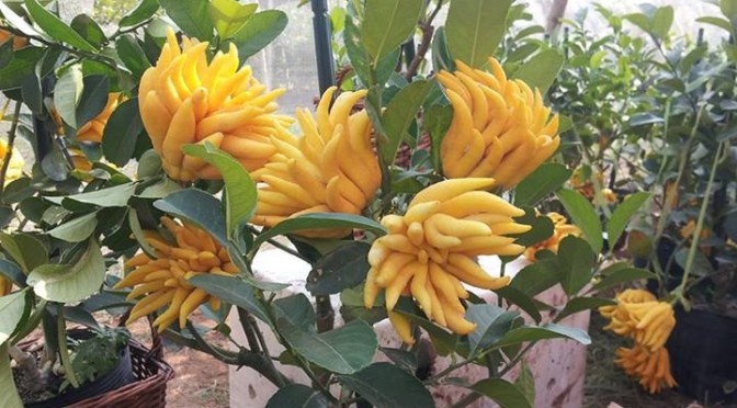 Y nghia qua phat thu trong mam ngu qua ngay Tet hinh anh