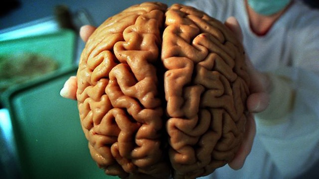 Co phai nao cang lon thi cang thong minh? hinh anh