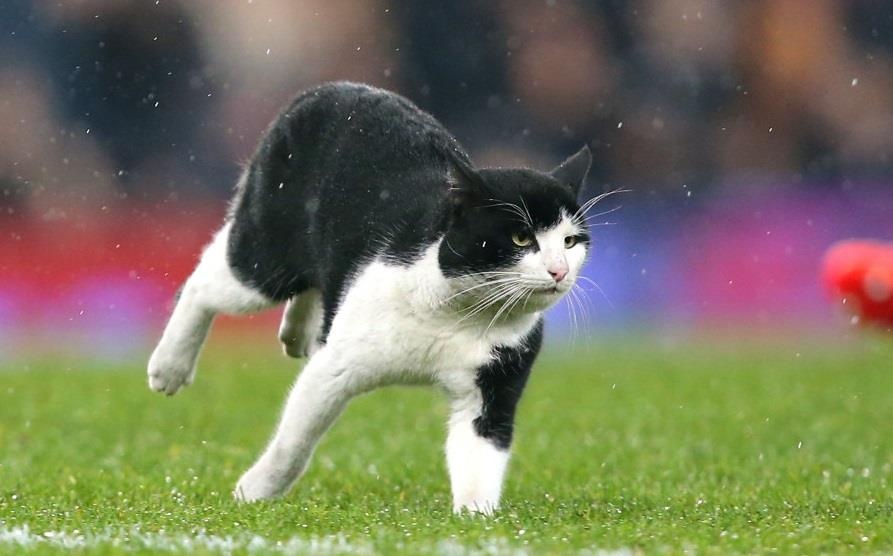 Chu meo chay vao san suyt can pha cu di bong cua tien dao nguoi Phap hinh anh