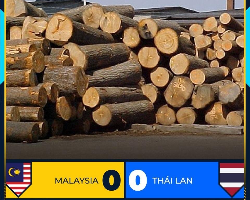 Anh che 'chim hoa mi Malaysia khong hot' du co nhieu co hoi hinh anh