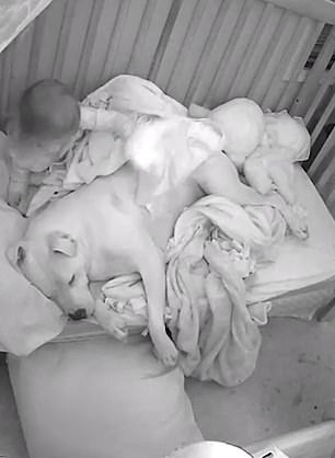 bé gái ôm chó nằm ngủ ảnh 1 be gai om cho nam ngu anh 1