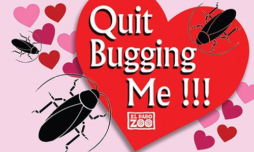 Valentine ảnh 1 Valentine anh 1