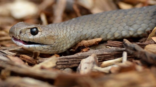 Valentine ảnh 2 Valentine anh 2