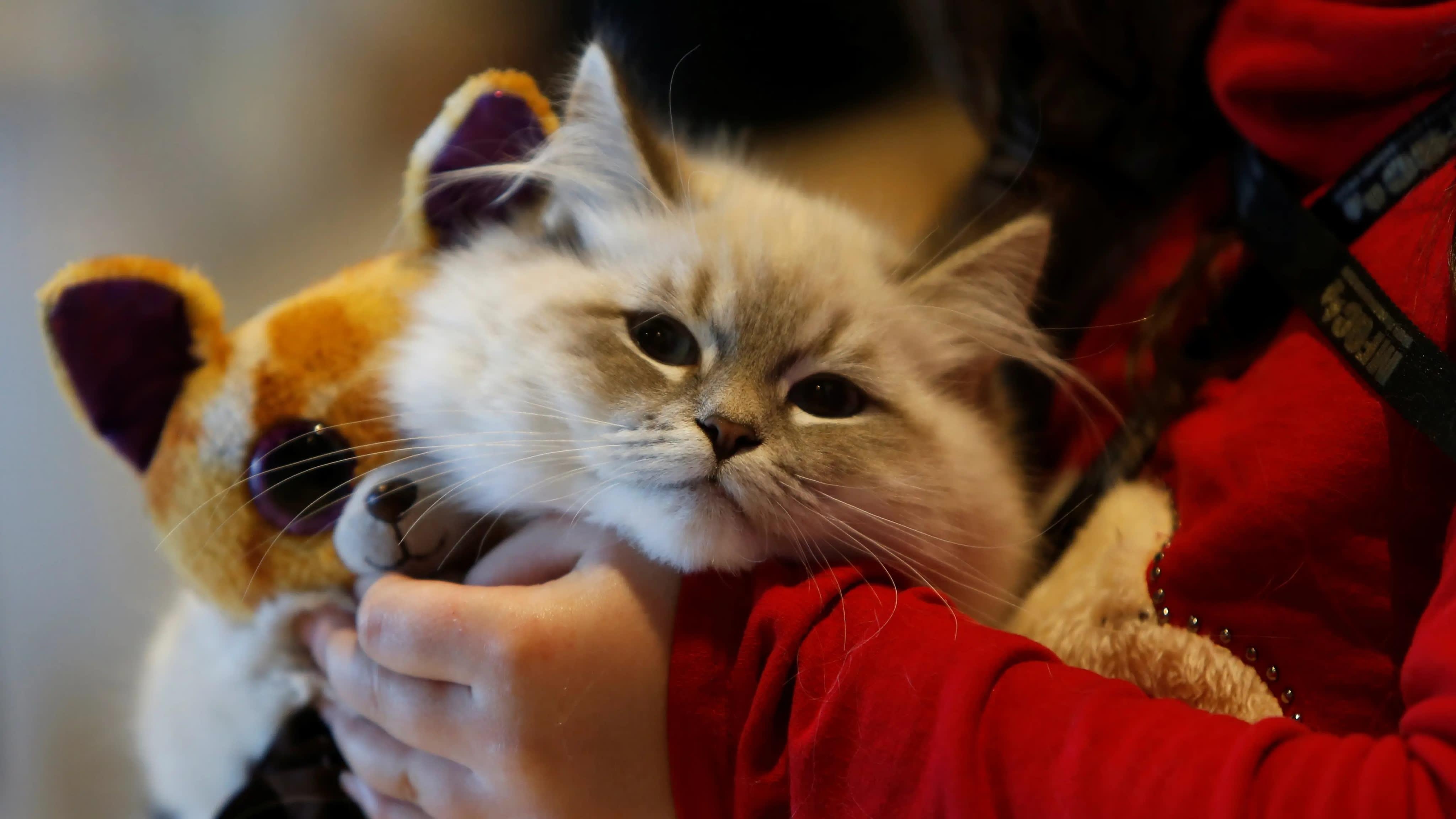 gioi tre Trung Quoc nuoi thu cung anh 1