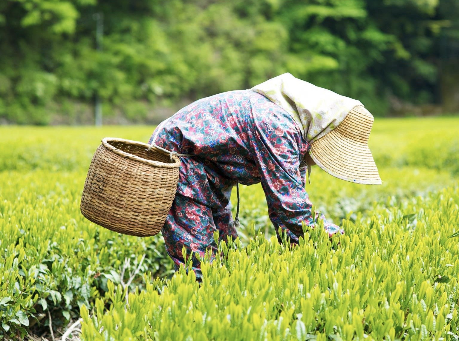 Thực tập sinh Nhật Bản ảnh 2 Thuc tap sinh Nhat Ban anh 2