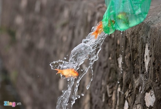 tha ca ngay ong tao anh 4