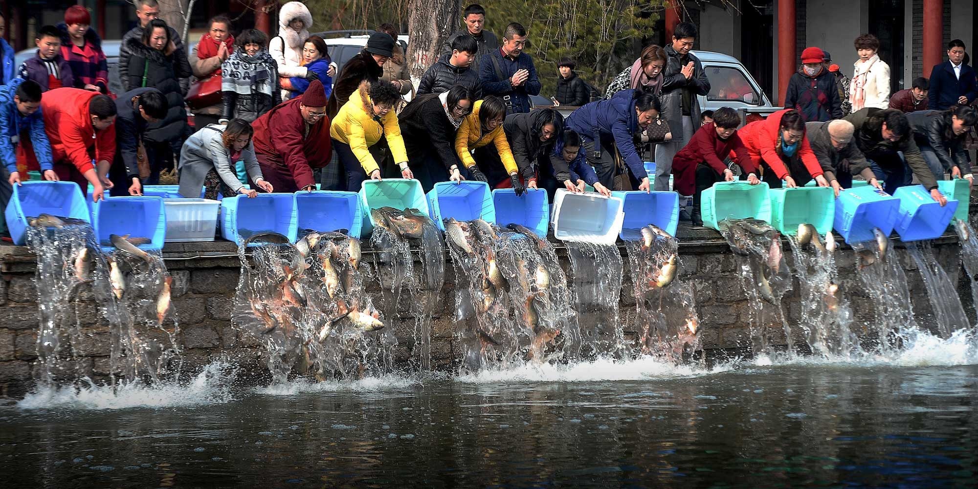 thả cá chép ảnh 3 tha ca chep anh 3