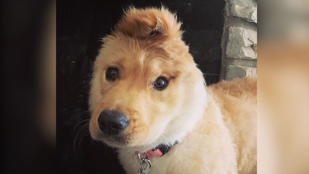 Chu cho mot tai noi tieng mang xa hoi hinh anh