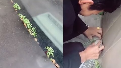 Cay co moc kin xe oto sau 2 thang phong toa Vu Han hinh anh