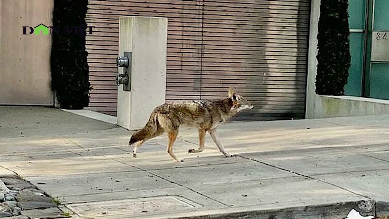 động vật hoang dã tràn ra đường ảnh 3 dong vat hoang da tran ra duong anh 3