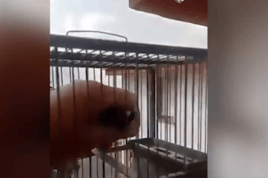 Cach ly moi hieu the nao la tu tung, chu nuoi tra tu do cho chu chim hinh anh