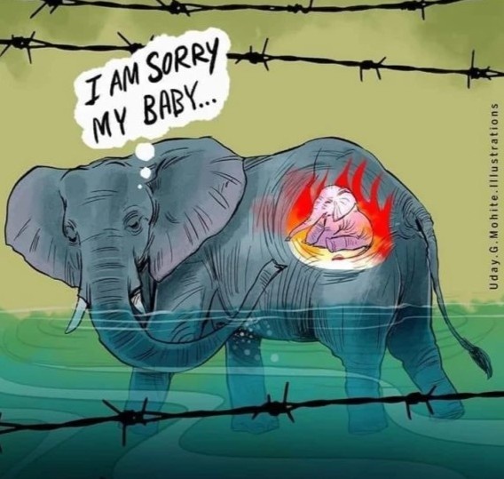 voi ăn trái cây chứa pháo ảnh 1 voi an trai cay chua phao anh 1