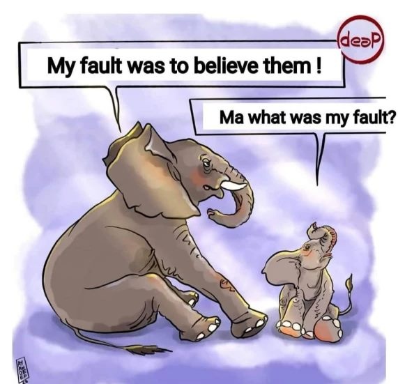 voi ăn trái cây chứa pháo ảnh 7 voi an trai cay chua phao anh 7