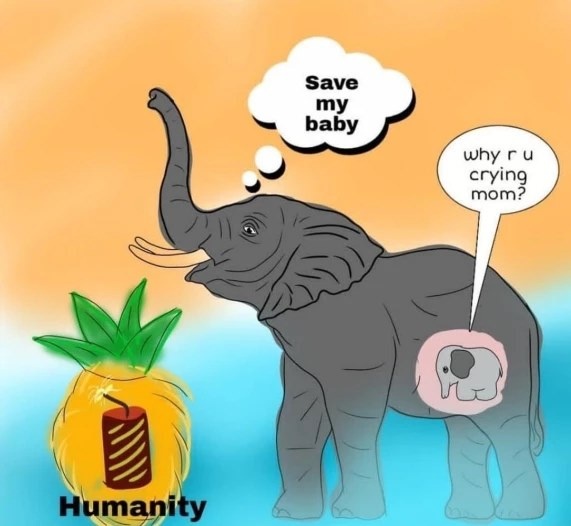 voi ăn trái cây chứa pháo ảnh 8 voi an trai cay chua phao anh 8