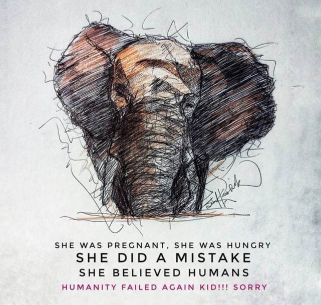 voi ăn trái cây chứa pháo ảnh 5 voi an trai cay chua phao anh 5