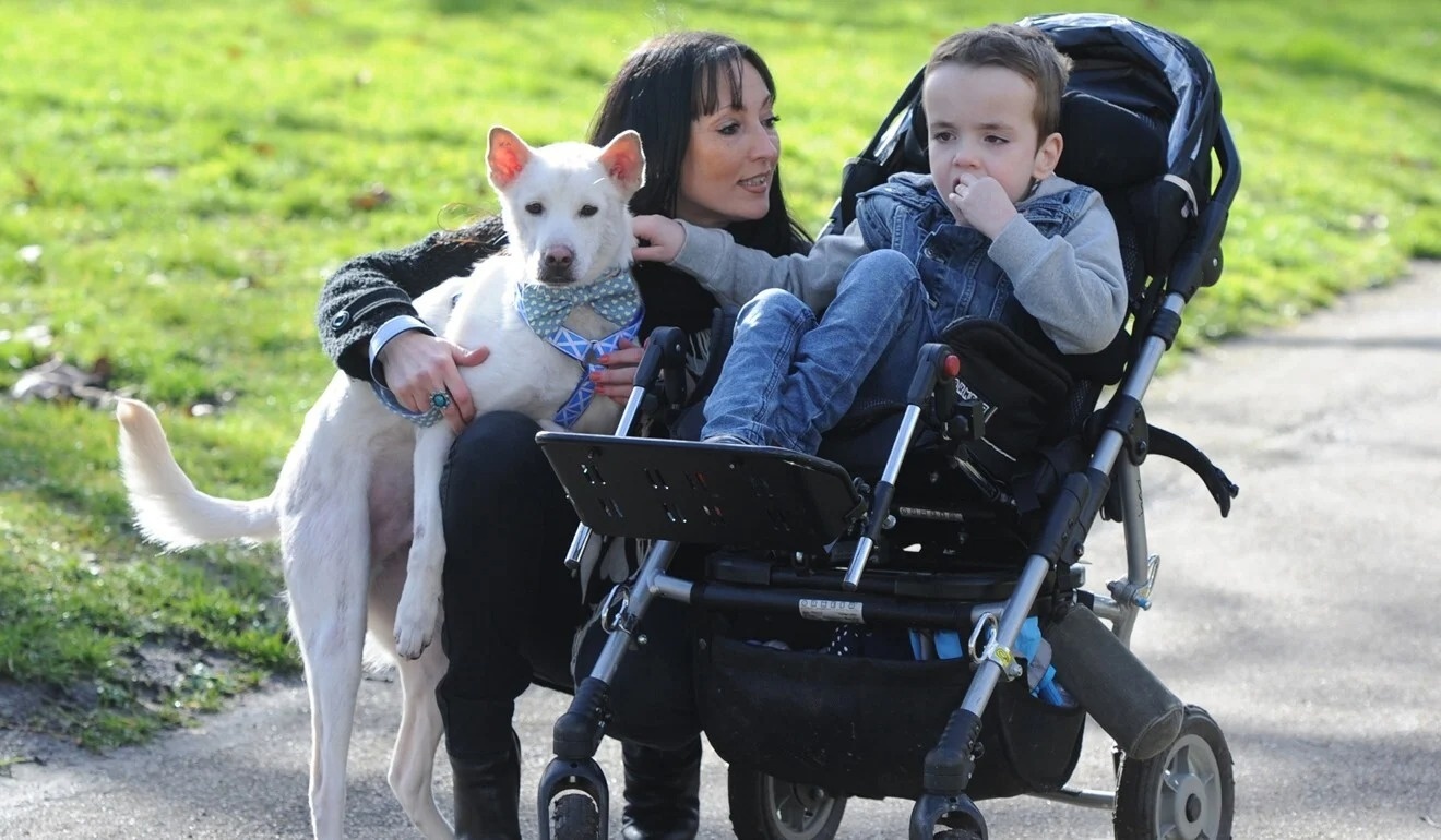 giải cứu chó mèo ảnh 3 giai cuu cho meo anh 3