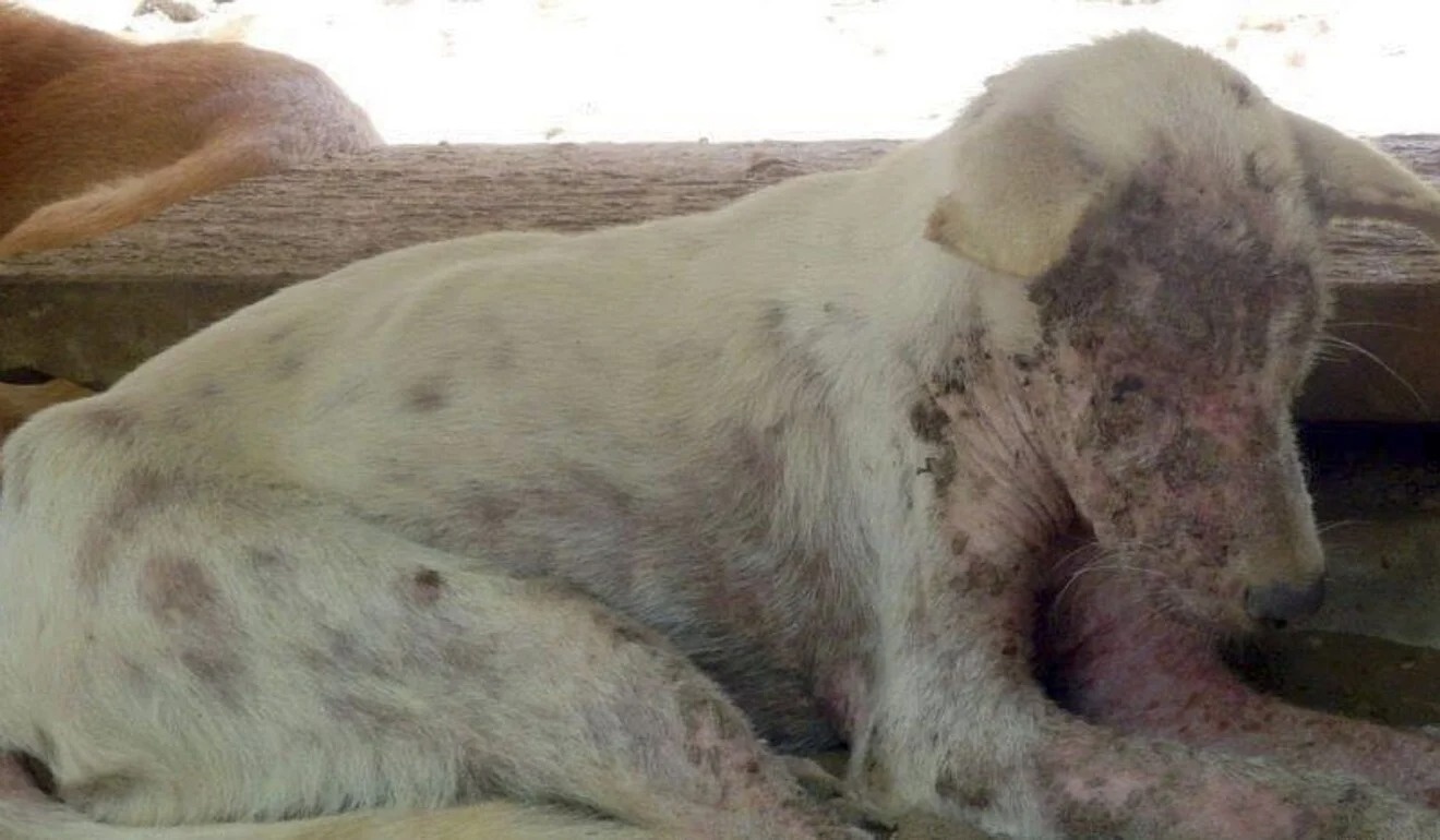 giải cứu chó mèo ảnh 2 giai cuu cho meo anh 2