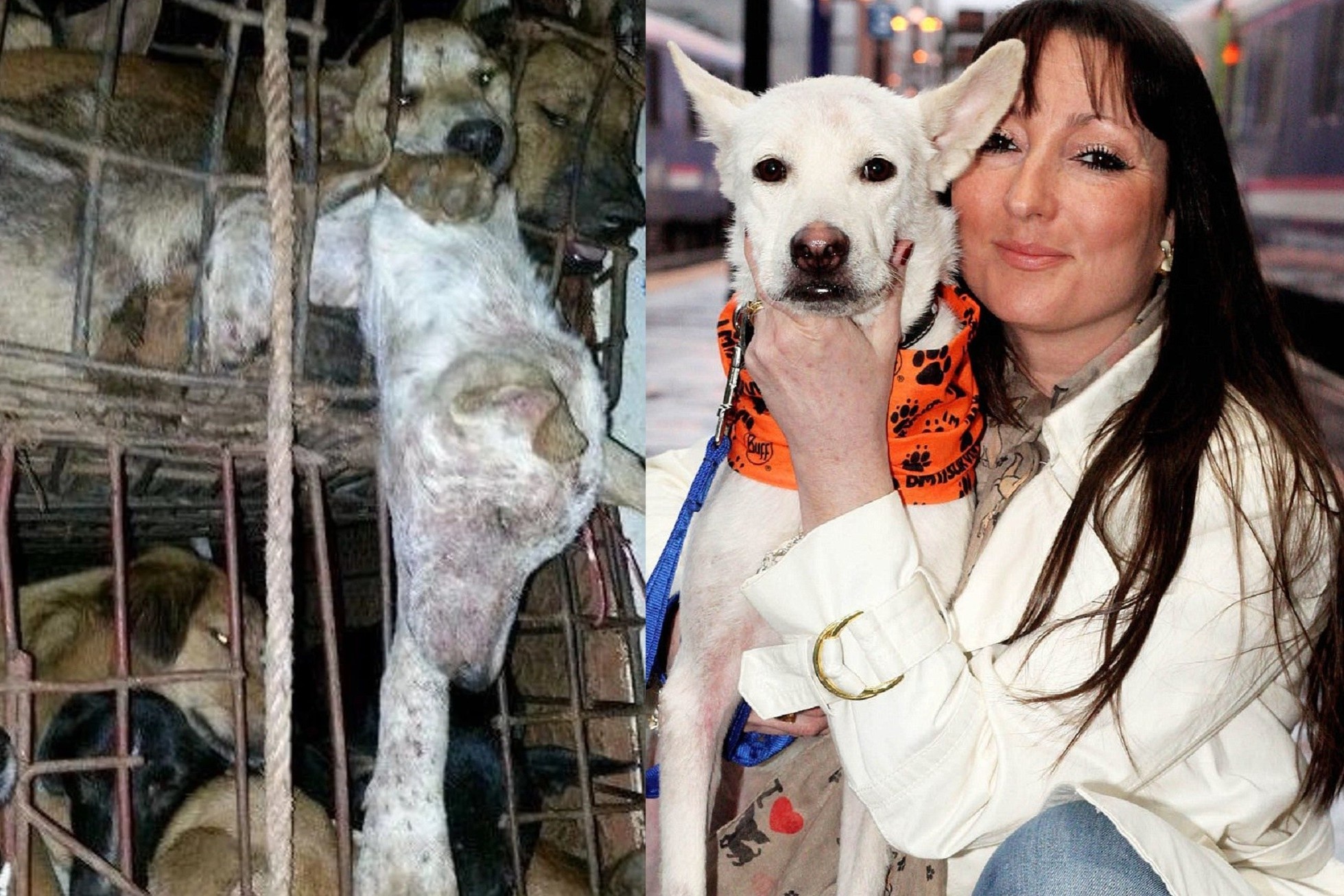 Cho bi ban lau sang Viet Nam bieu dien o Britain's Got Talent hinh anh