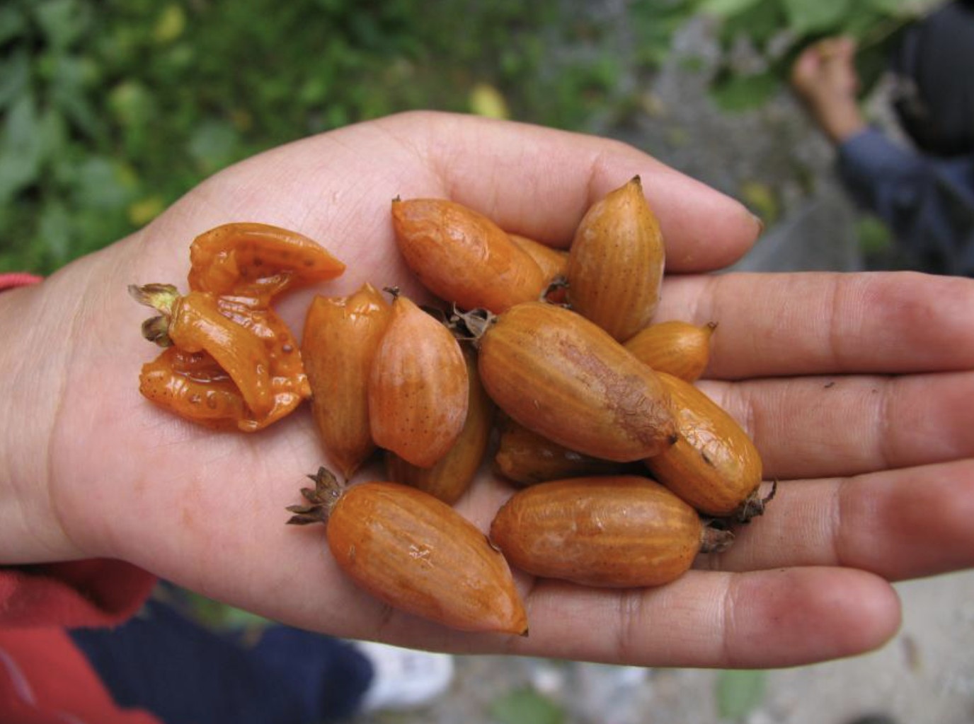 Nghe tim hat giong tren dinh nui cao anh 4