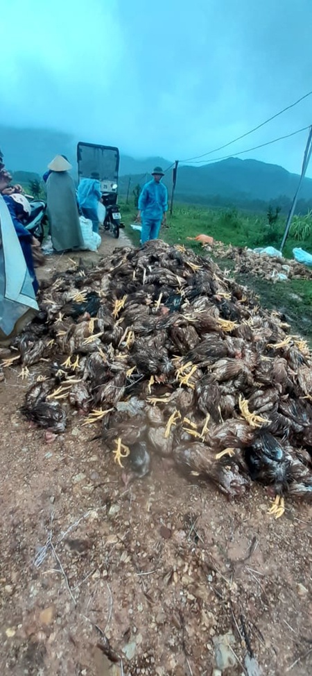 gà chết vì lũ ảnh 2 ga chet vi lu anh 2