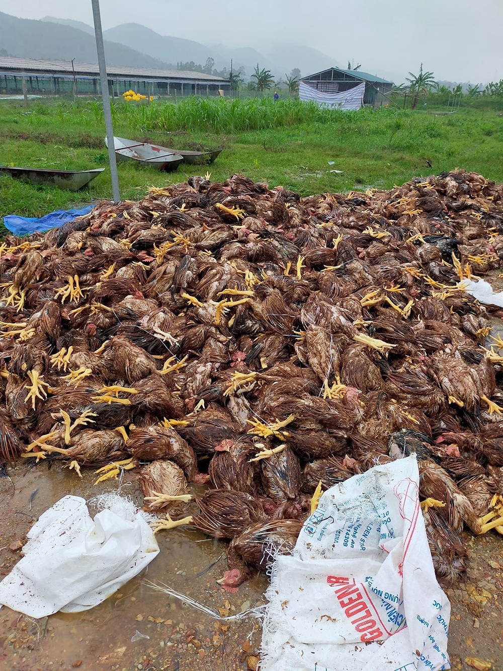 gà chết vì lũ ảnh 1 ga chet vi lu anh 1