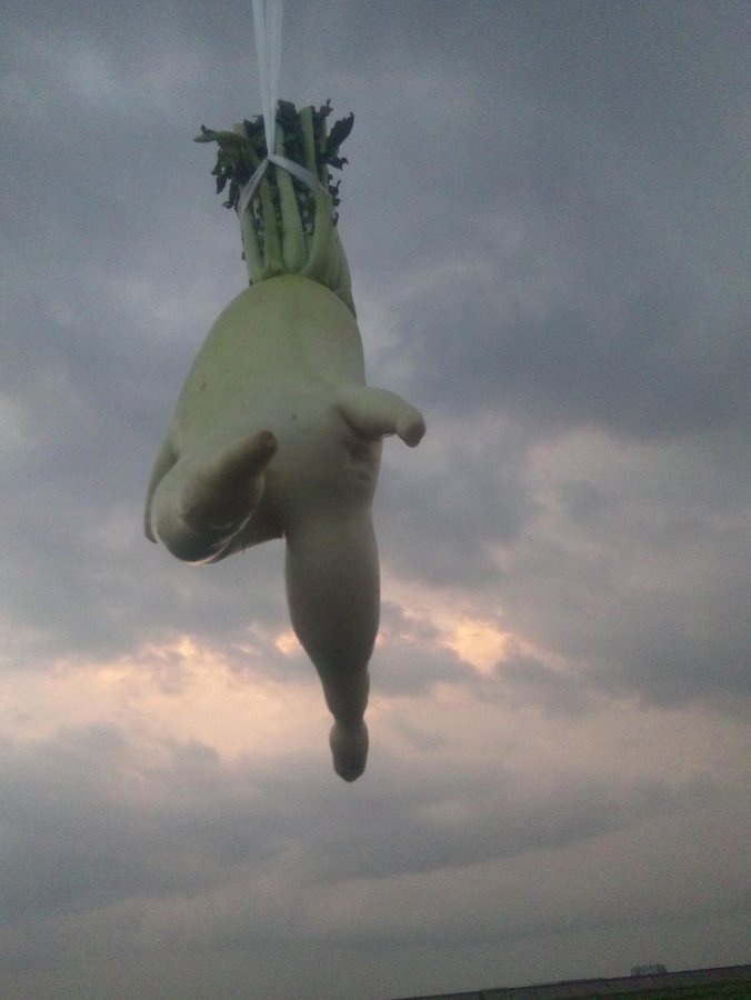 củ cải trắng hình dạng đặc biệt ảnh 2 cu cai trang hinh dang dac biet anh 2