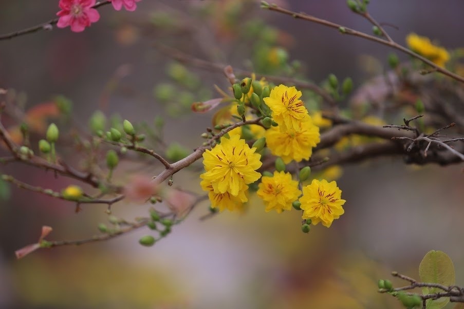 diem lanh ngay tet anh 1