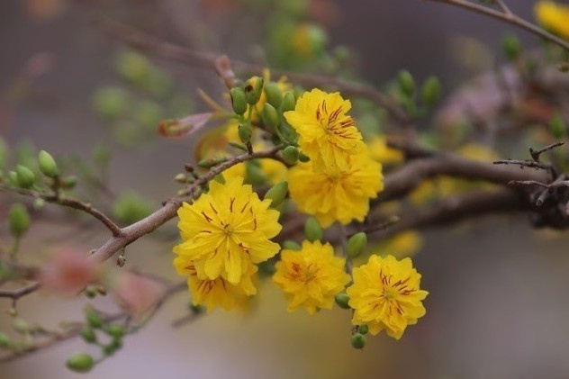 Nhung diem lanh trong ngay Tet bao hieu mot nam sung tuc hinh anh