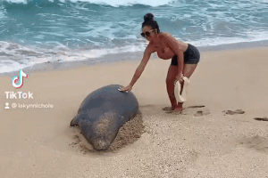 Du khach bi dieu tra vi cham vao hai cau quy hiem o Hawaii hinh anh