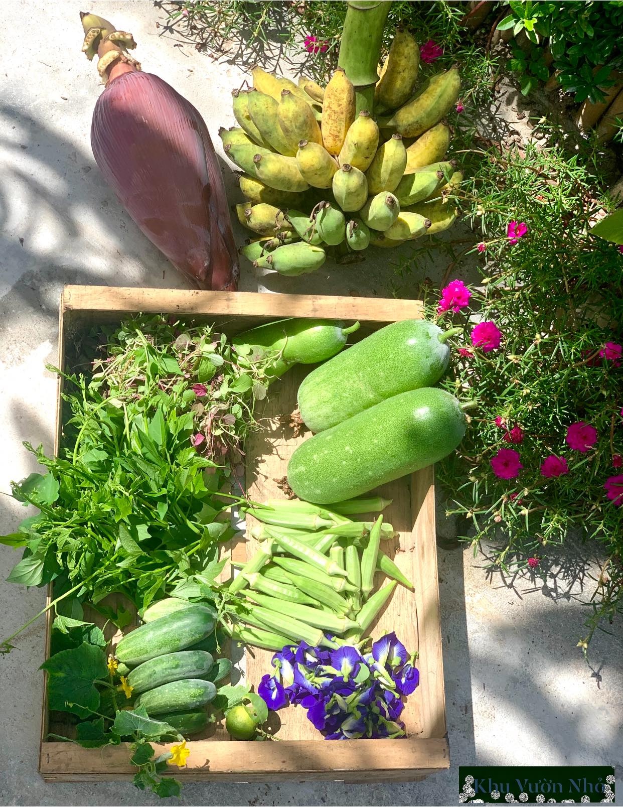 nu giam doc bo pho ve que anh 5