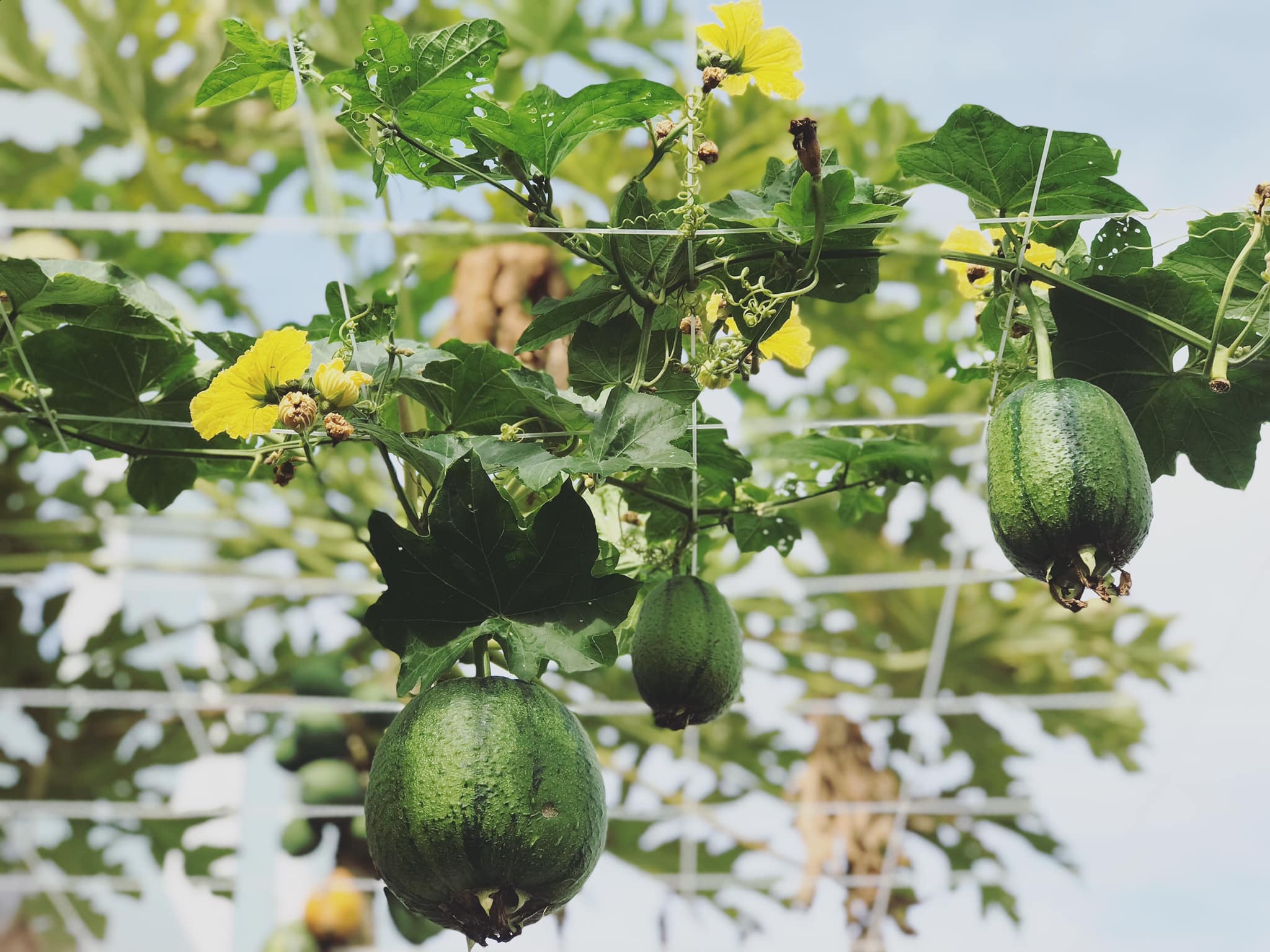 khu vườn của kiến trúc sư đàn nẵng ảnh 4 khu vuon cua kien truc su dan nang anh 4