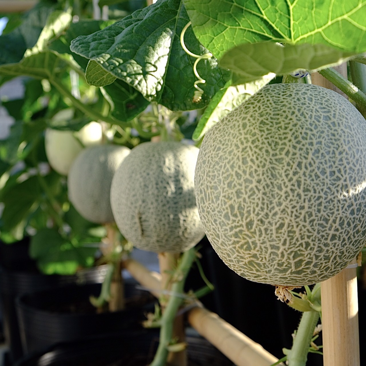 khu vườn của kiến trúc sư đàn nẵng ảnh 5 khu vuon cua kien truc su dan nang anh 5