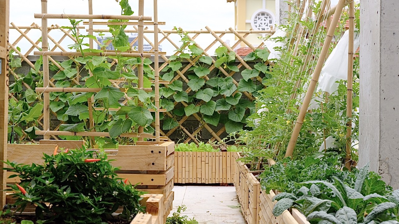 khu vườn của kiến trúc sư đàn nẵng ảnh 2 khu vuon cua kien truc su dan nang anh 2