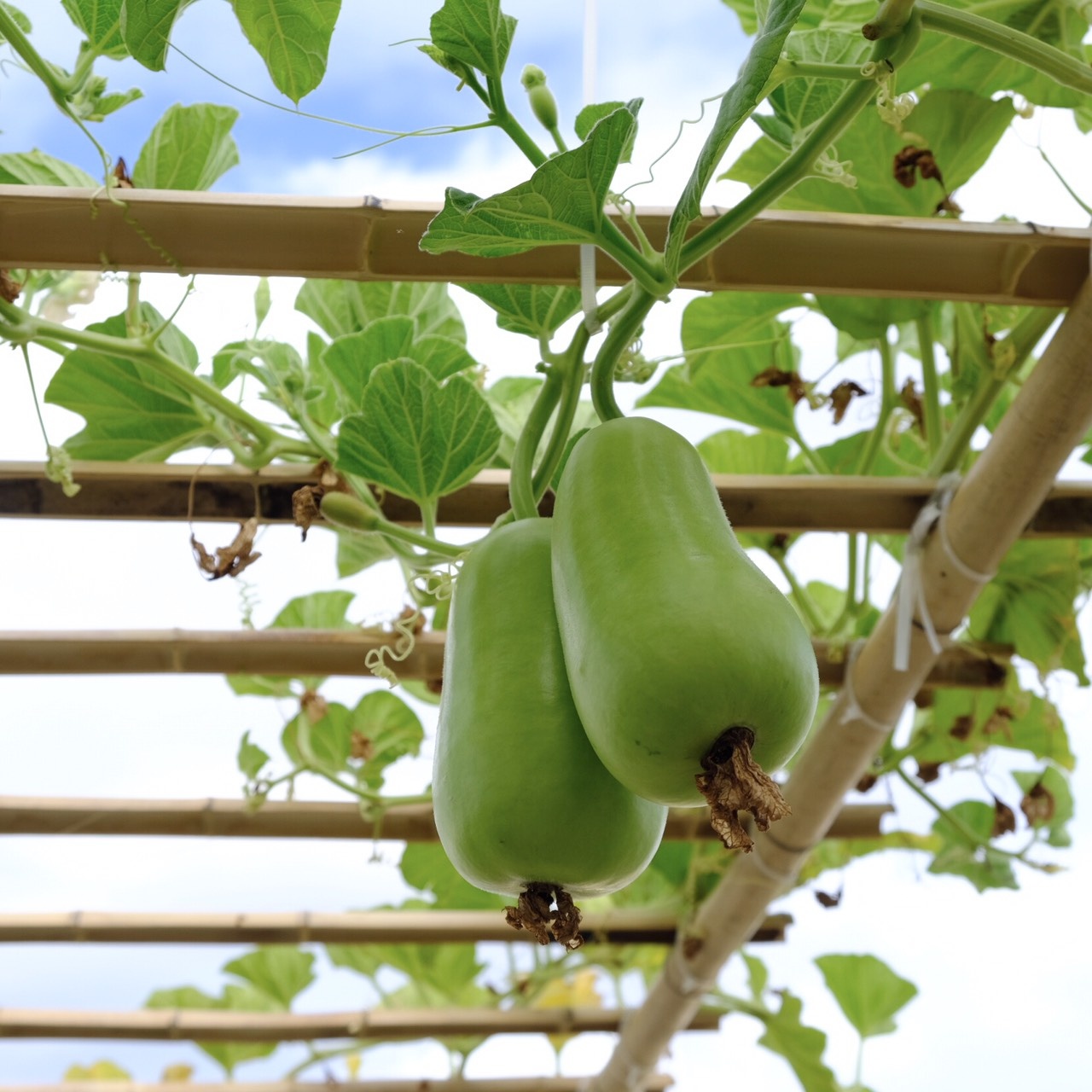 khu vườn của kiến trúc sư đàn nẵng ảnh 6 khu vuon cua kien truc su dan nang anh 6