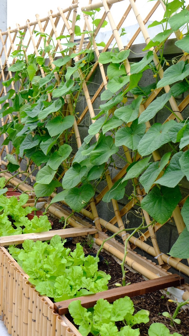 khu vườn của kiến trúc sư đàn nẵng ảnh 3 khu vuon cua kien truc su dan nang anh 3