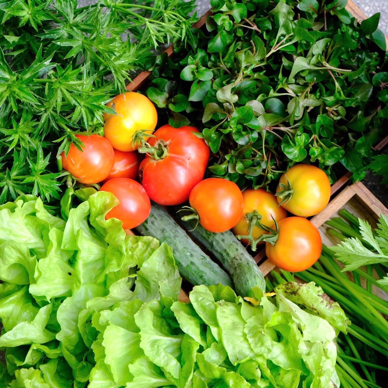 khu vườn của kiến trúc sư đàn nẵng ảnh 9 khu vuon cua kien truc su dan nang anh 9