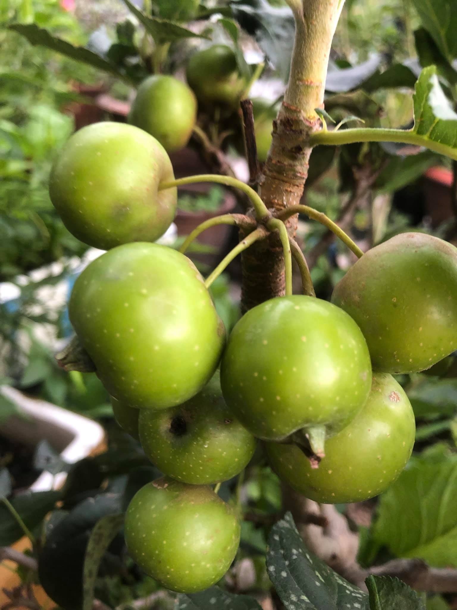 cay tao cach ly quan 12 anh 5