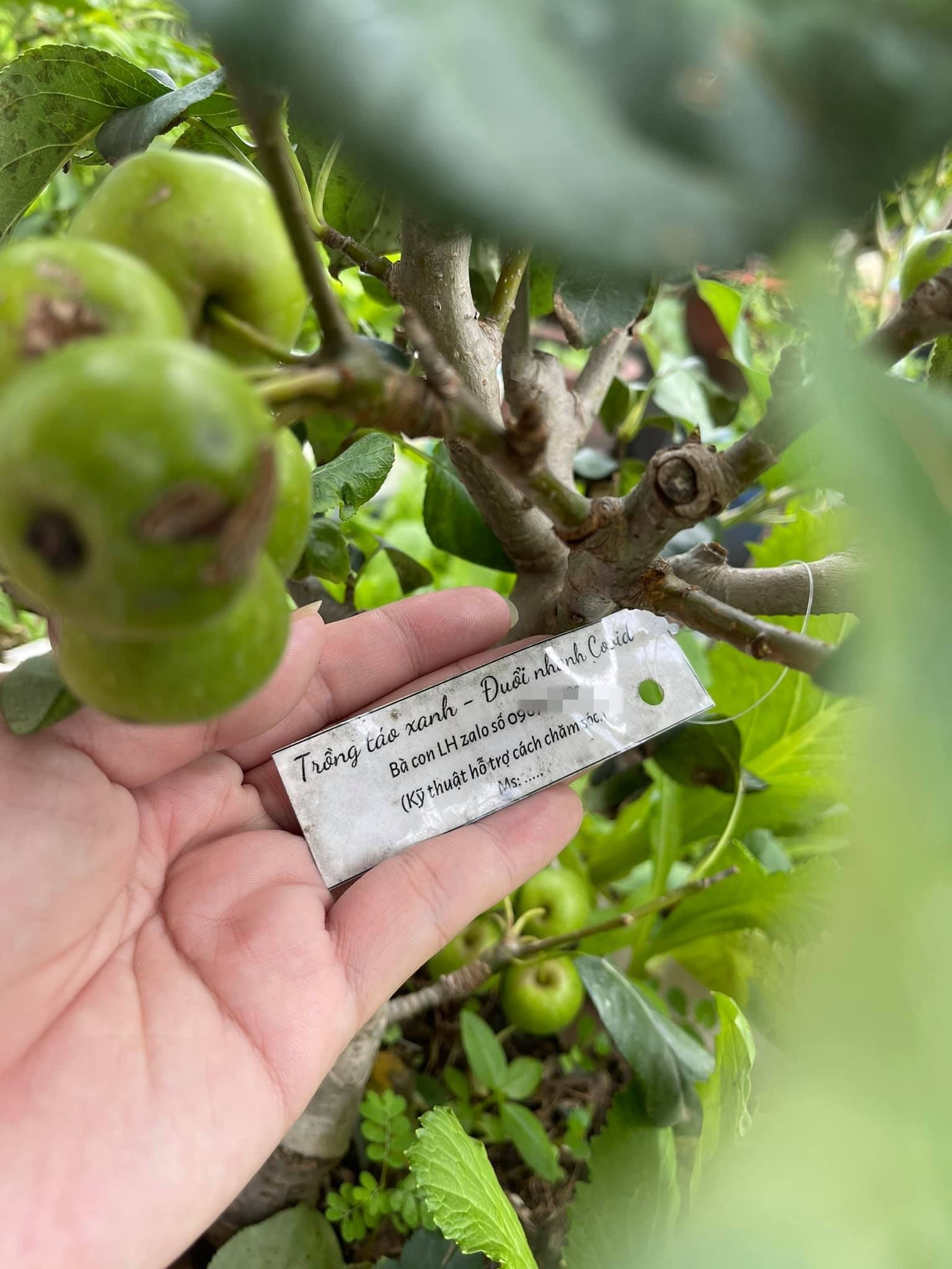 cay tao cach ly quan 12 anh 4