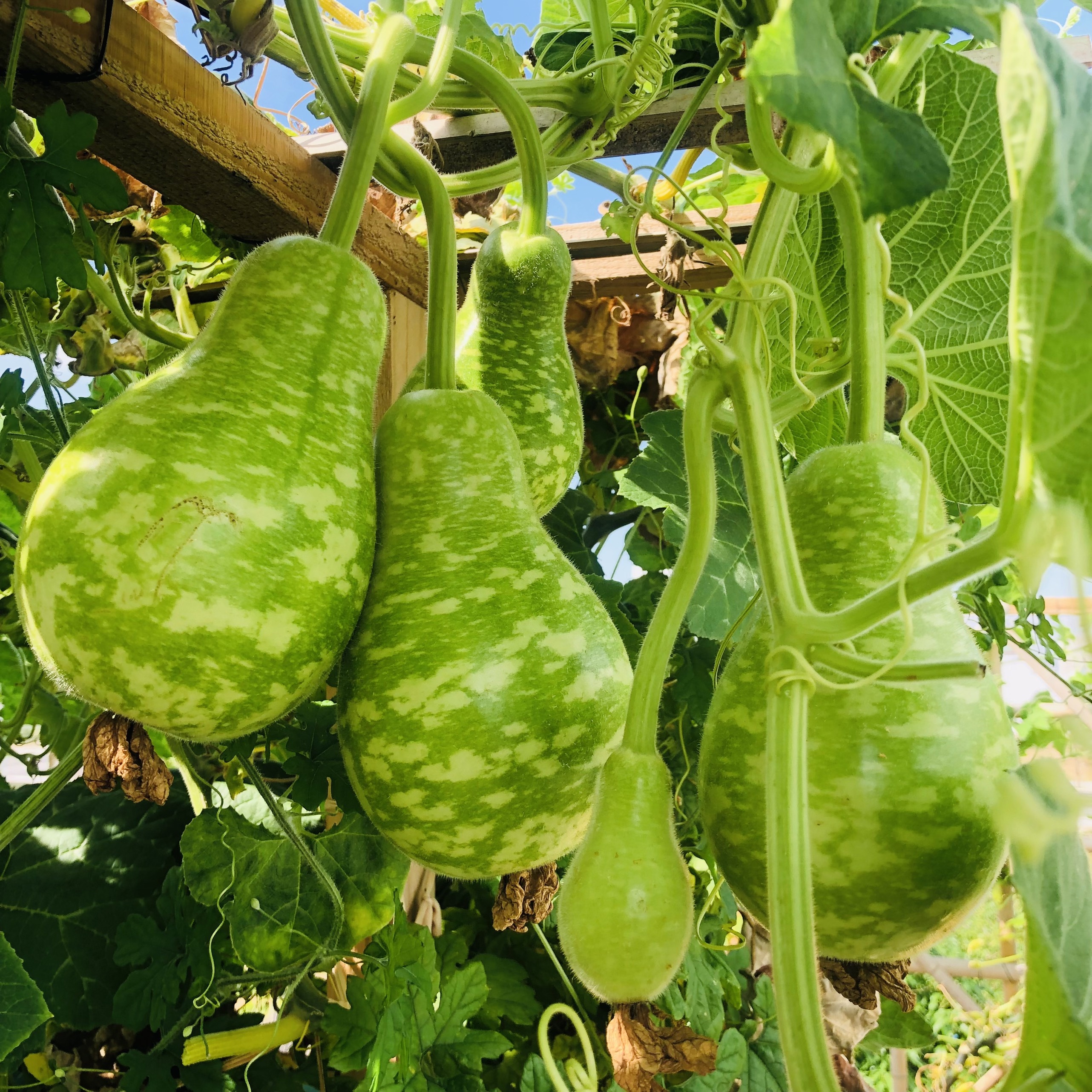 trồng rau trên sân thượng ảnh 5 trong rau tren san thuong anh 5