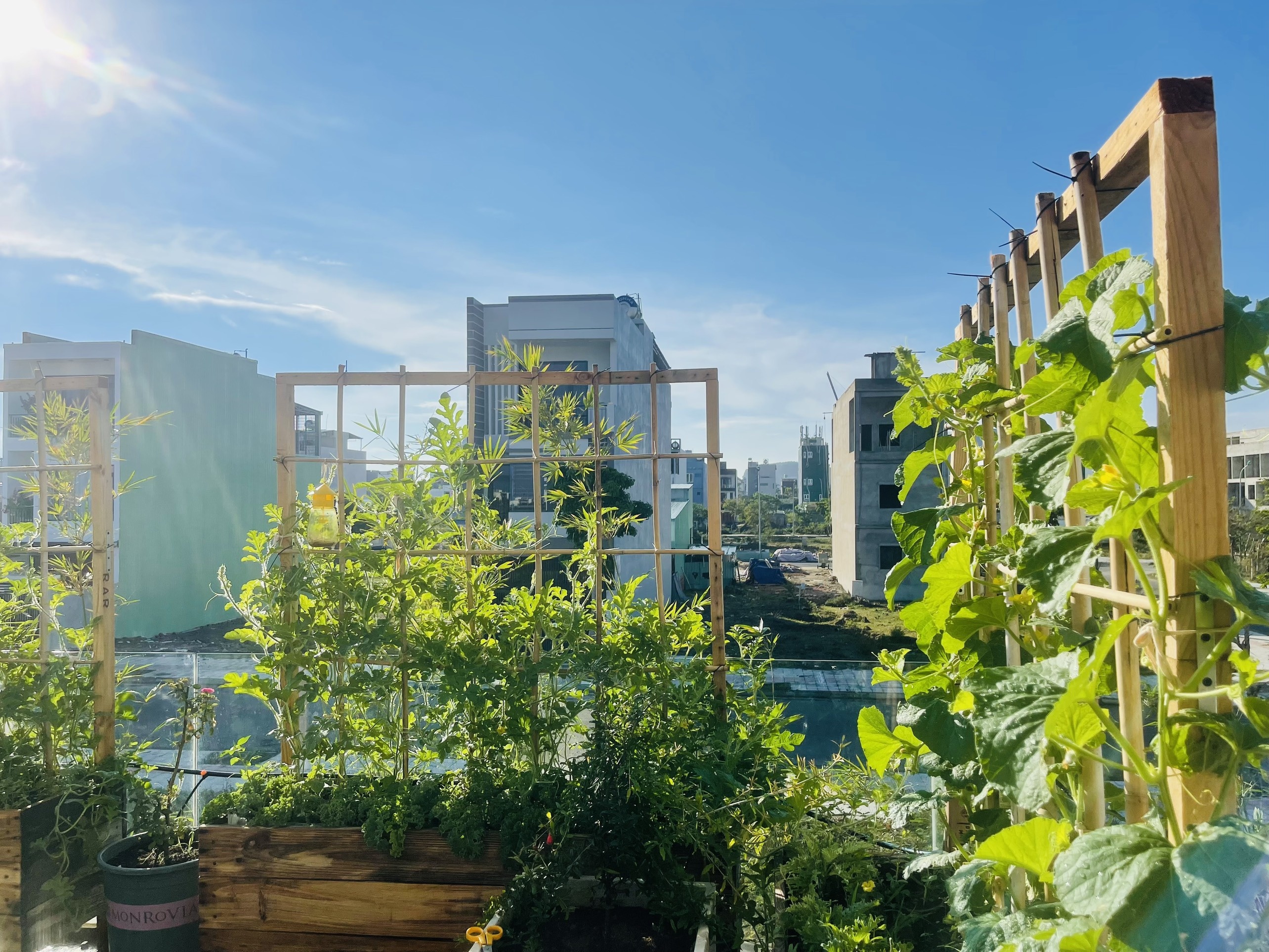 trồng rau trên sân thượng ảnh 3 trong rau tren san thuong anh 3