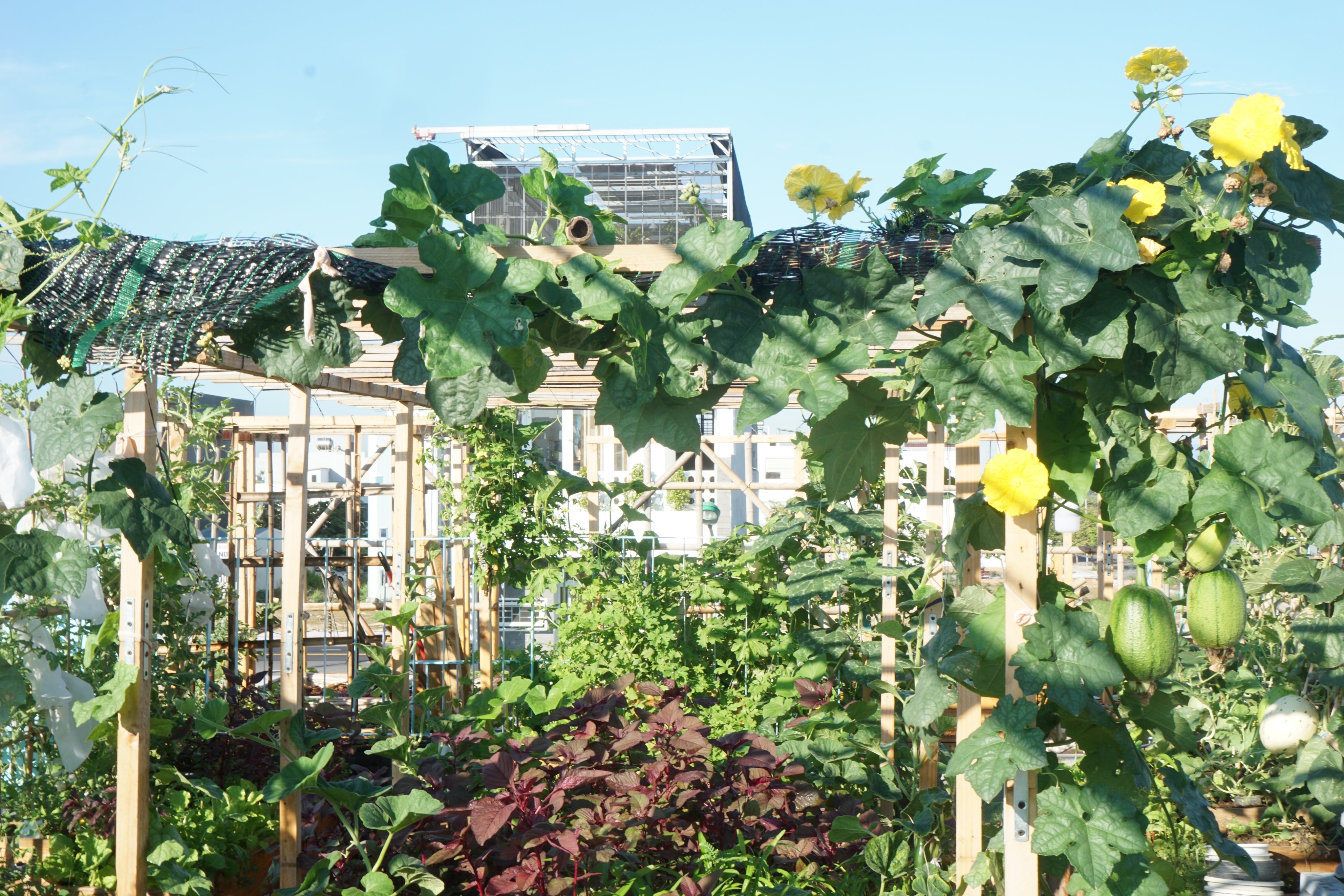 trồng rau trên sân thượng ảnh 2 trong rau tren san thuong anh 2