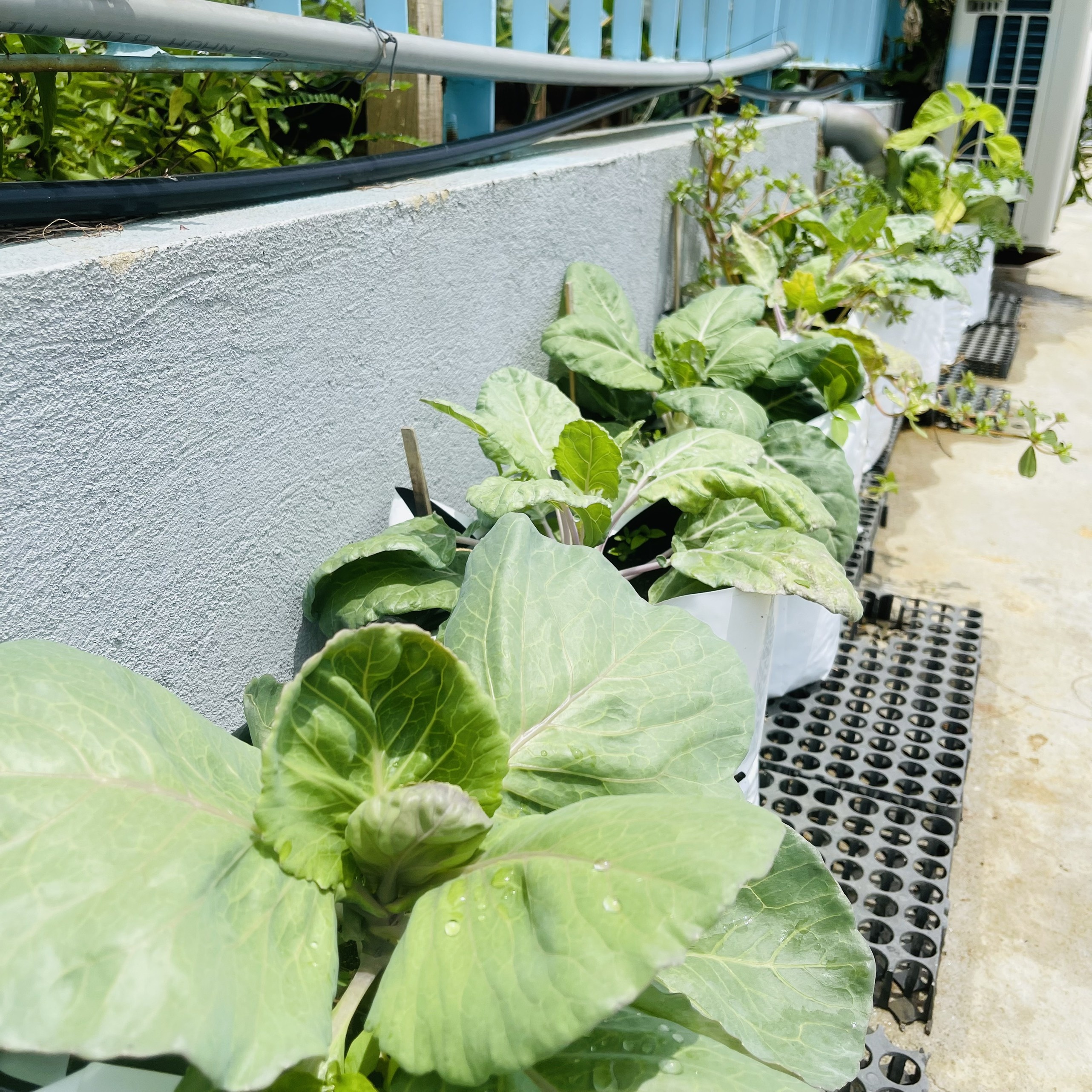 trồng rau trên sân thượng ảnh 4 trong rau tren san thuong anh 4