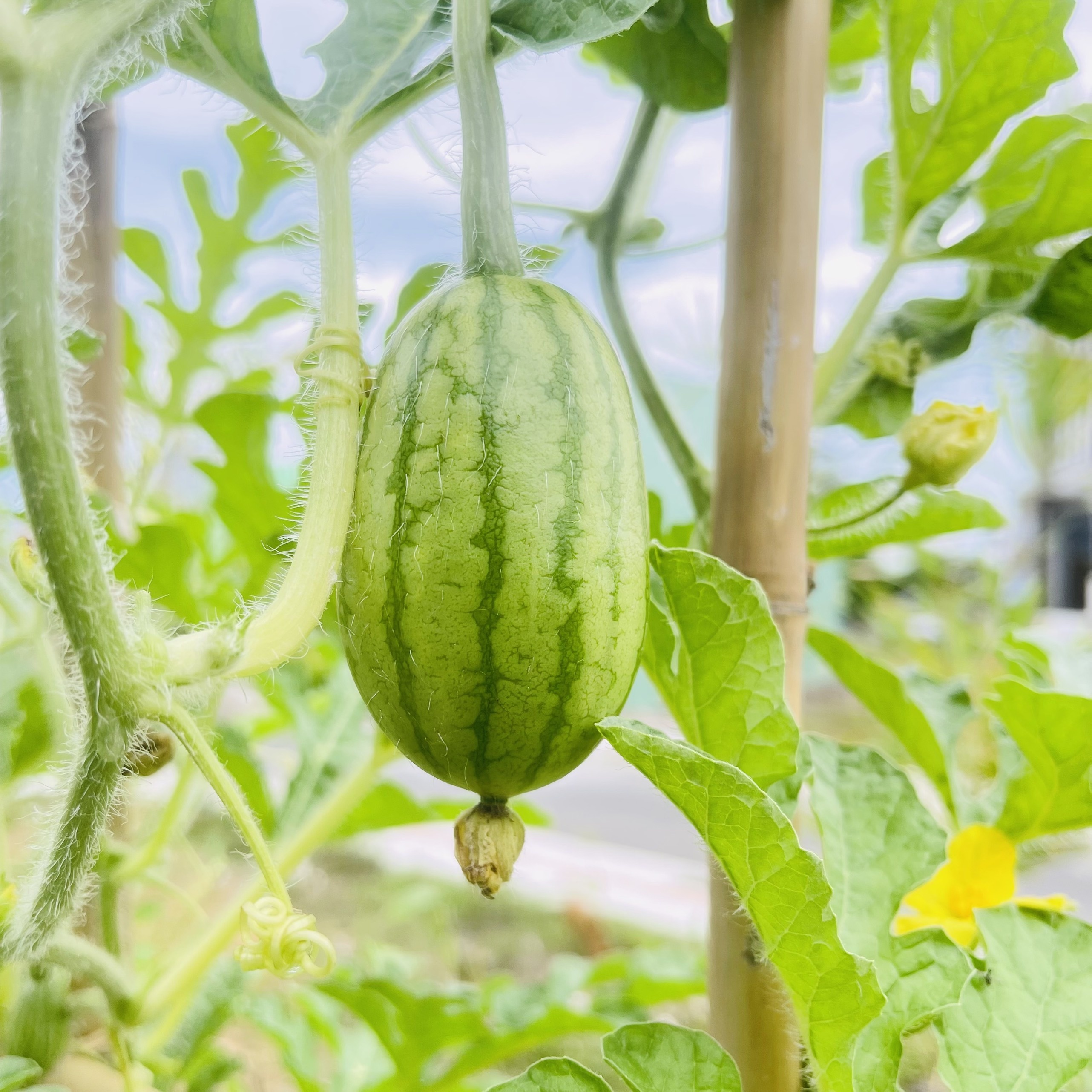 trồng rau trên sân thượng ảnh 6 trong rau tren san thuong anh 6