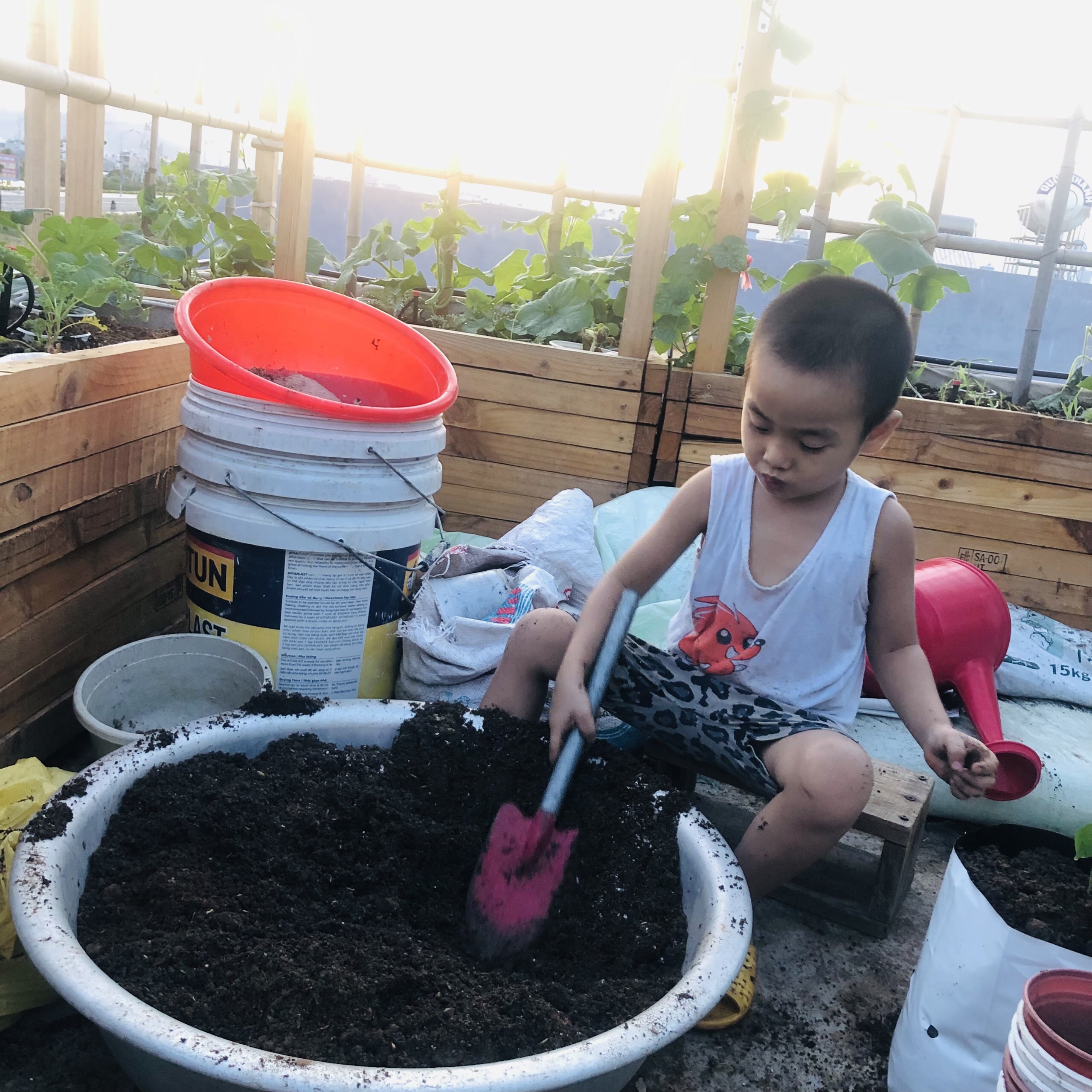 trong rau tren san thuong anh 11